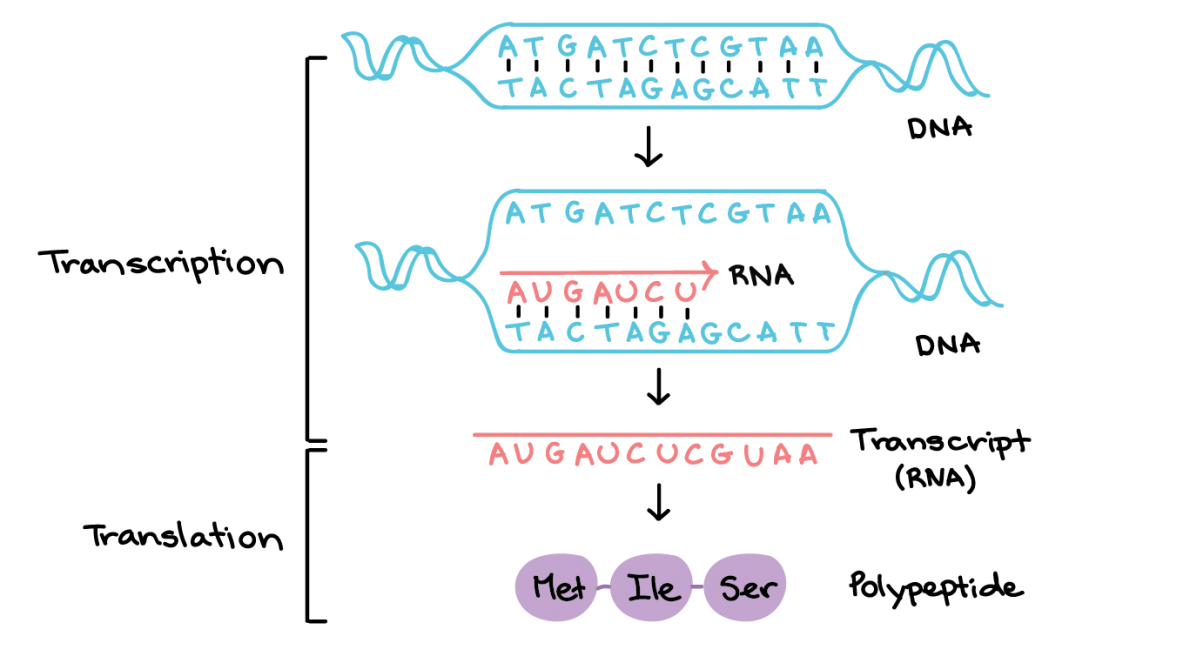 DNA transcription process